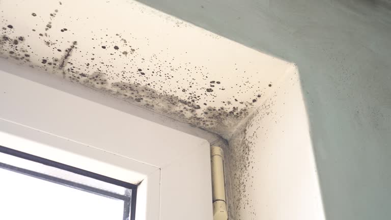 Professional Mold Removal in Mcgregor, TX